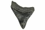 Fossil Megalodon Tooth - South Carolina #169205-1